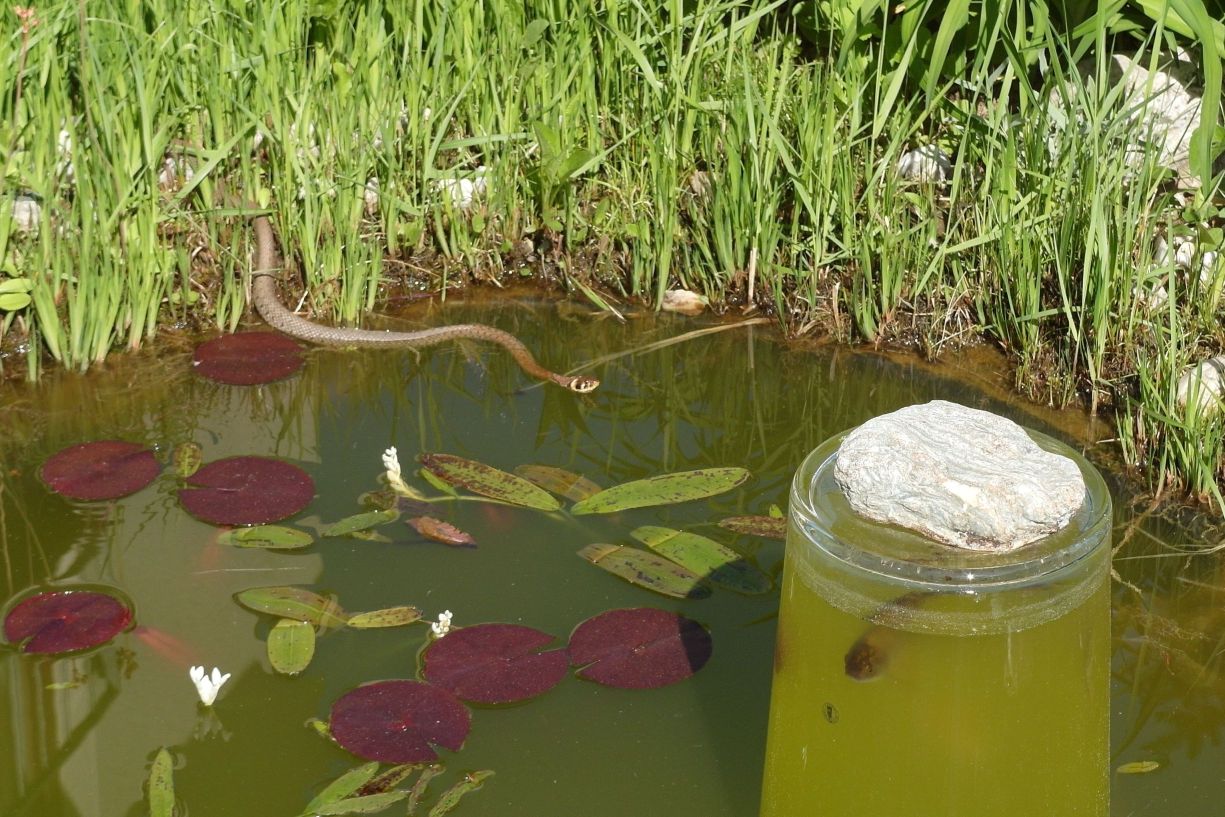 Ringelnatter
2015-06